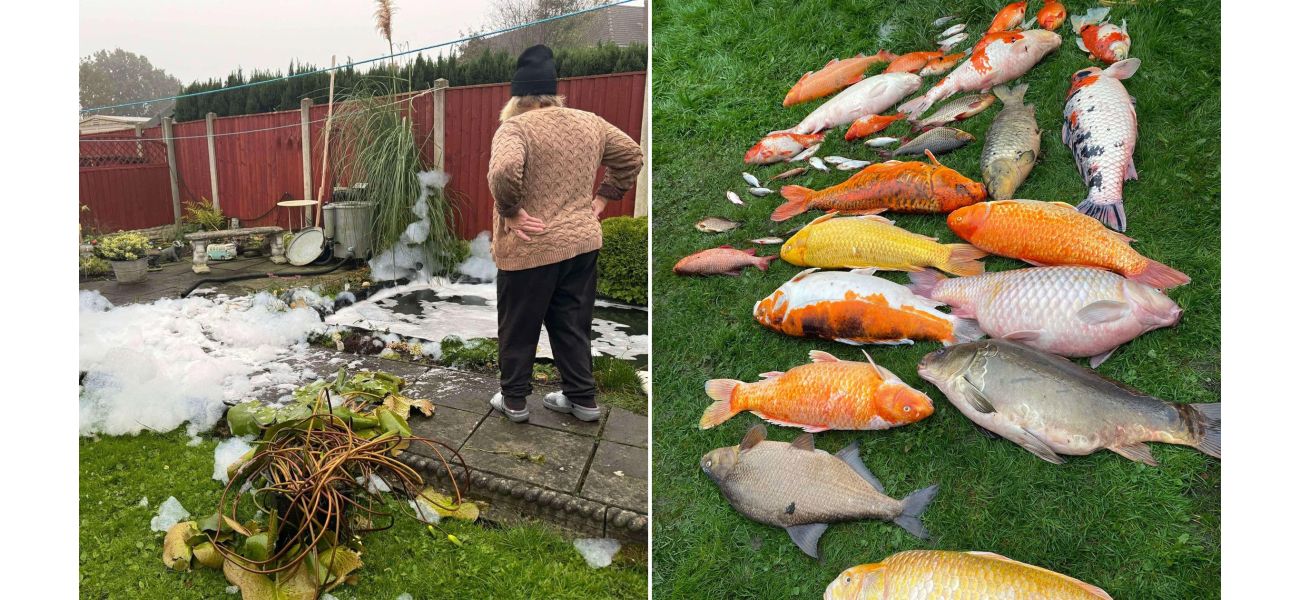 A sad grandmother discovers her £25,000 fish has been killed by her neighbor.