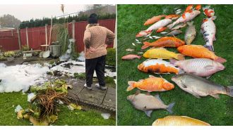 A sad grandmother discovers her £25,000 fish has been killed by her neighbor.