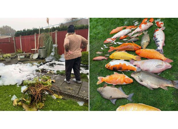 A sad grandmother discovers her £25,000 fish has been killed by her neighbor.