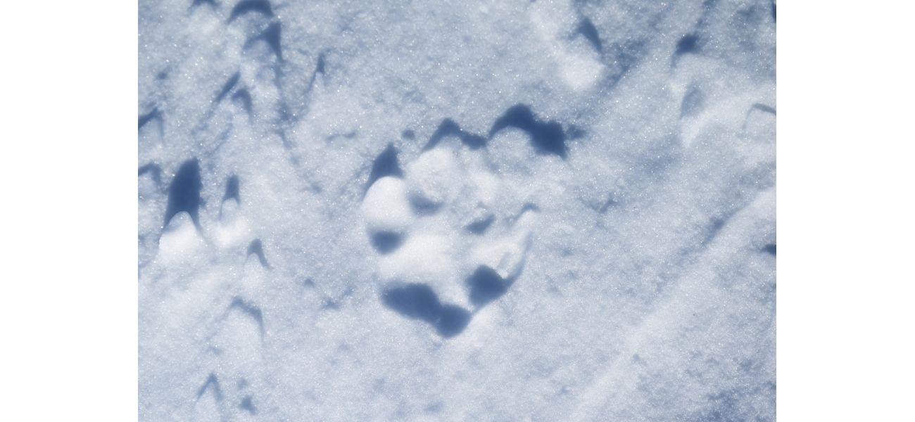 Wildlife officials believe a reintroduced wolf in Colorado may have died in a fight with another wolf.
