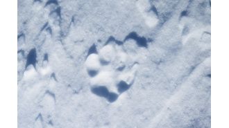 Wildlife officials believe a reintroduced wolf in Colorado may have died in a fight with another wolf.