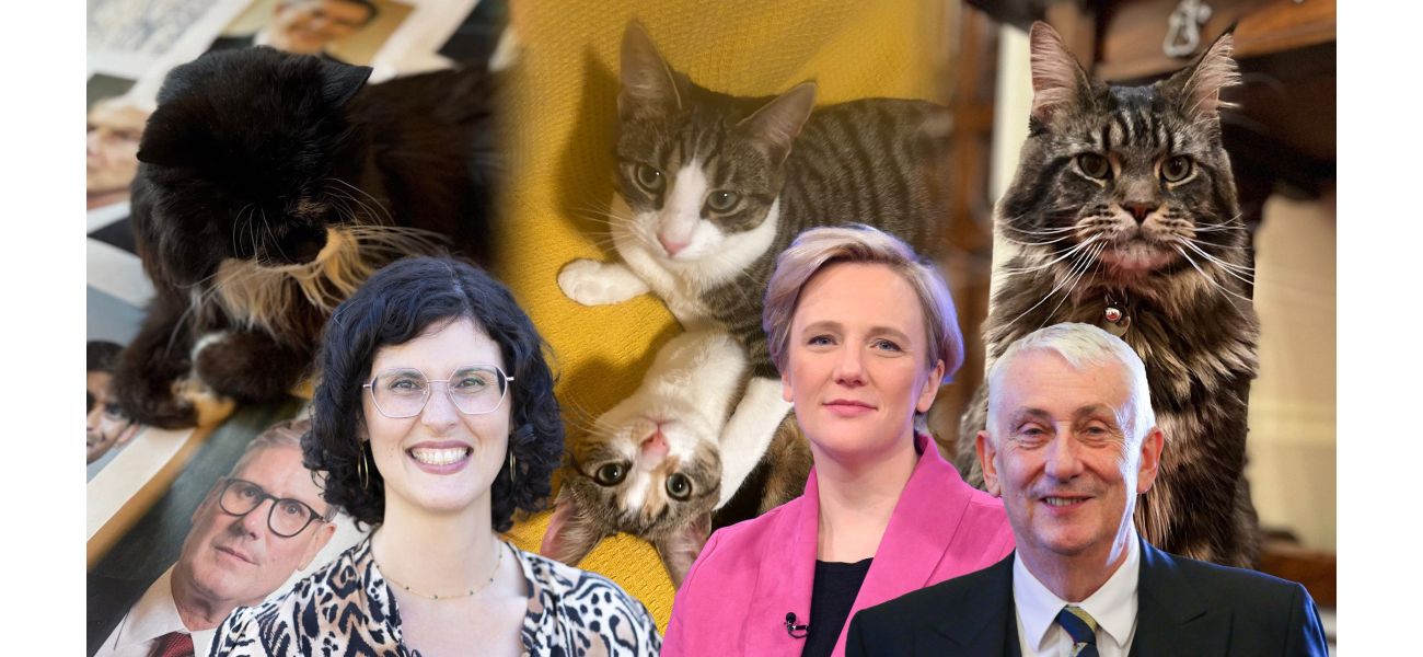 Furry friends of politicians engage in a fierce feline battle at Parliament.