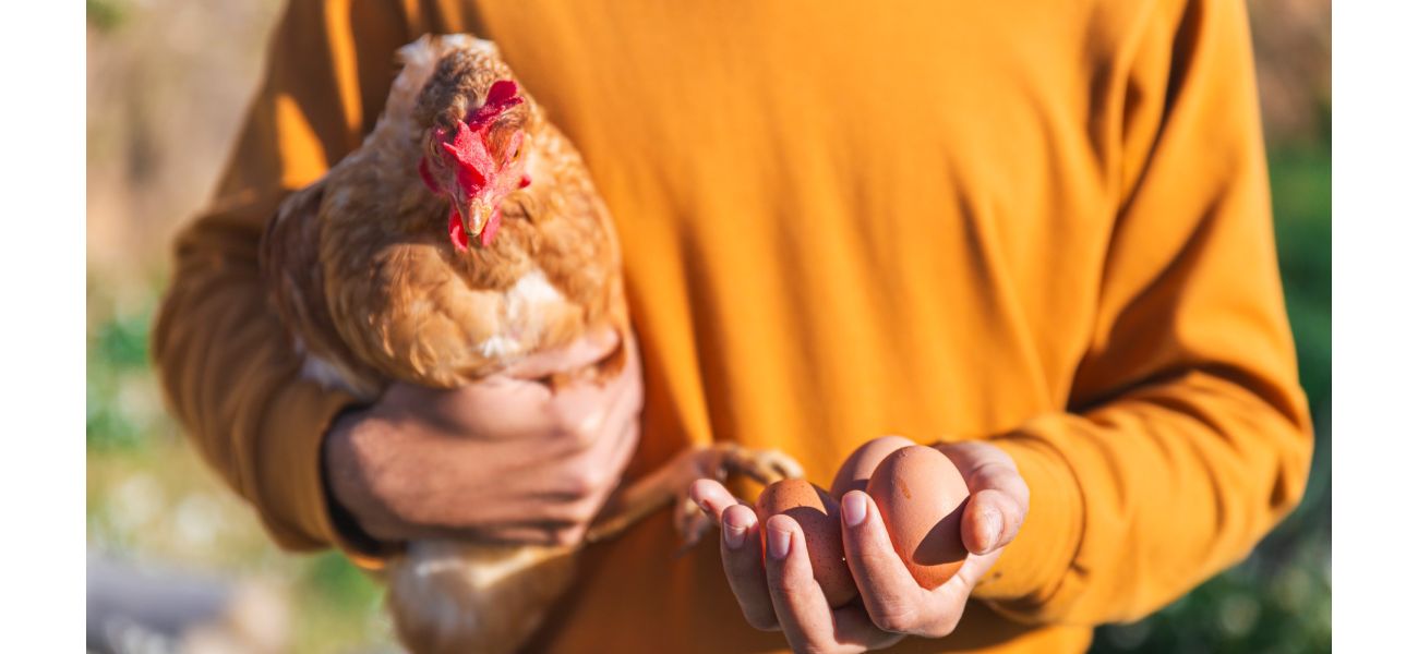 Scientists finally solved the age-old question of what came first: the chicken or the egg.