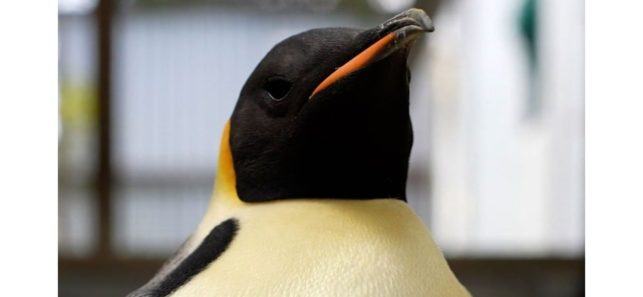 Gus, a lost emperor penguin, is currently receiving expert care in WA.