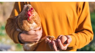 Scientists finally solved the age-old question of what came first: the chicken or the egg.