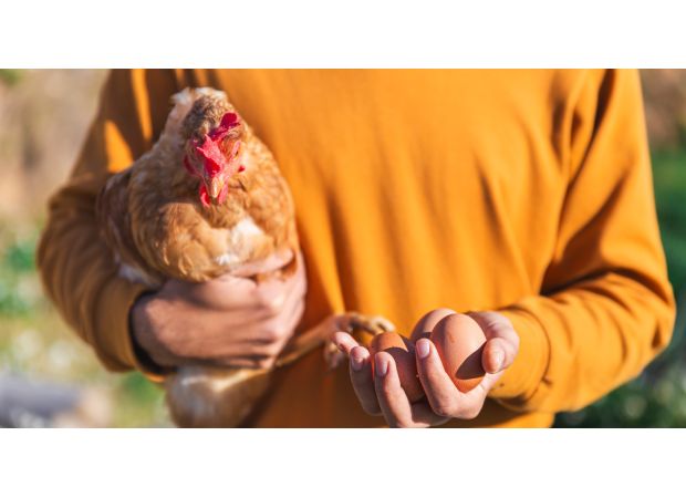 Scientists finally solved the age-old question of what came first: the chicken or the egg.