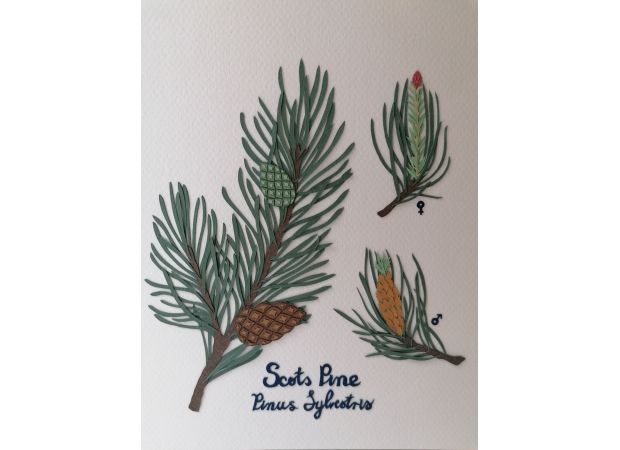 In December, nothing is more spiritually uplifting than strolling through a Scots Pine forest according to Hamish Martin.