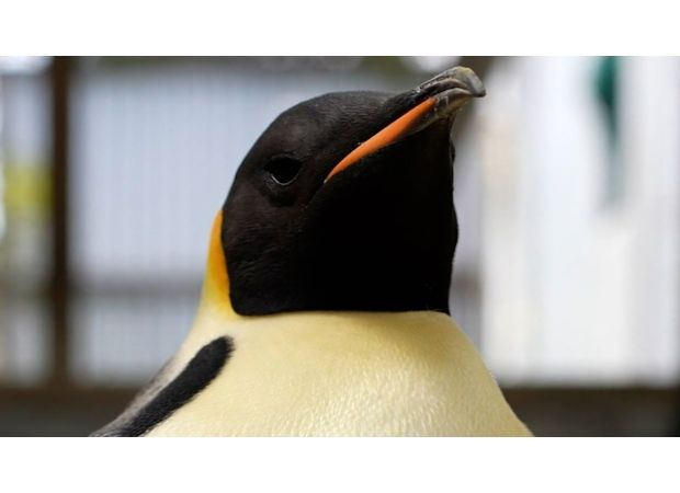 Gus, a lost emperor penguin, is currently receiving expert care in WA.