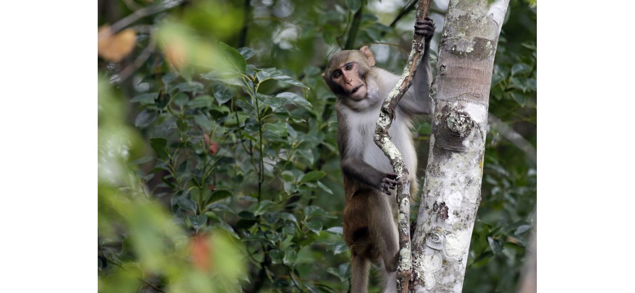 CEO believes 43 escaped US lab monkeys are enjoying an adventure.