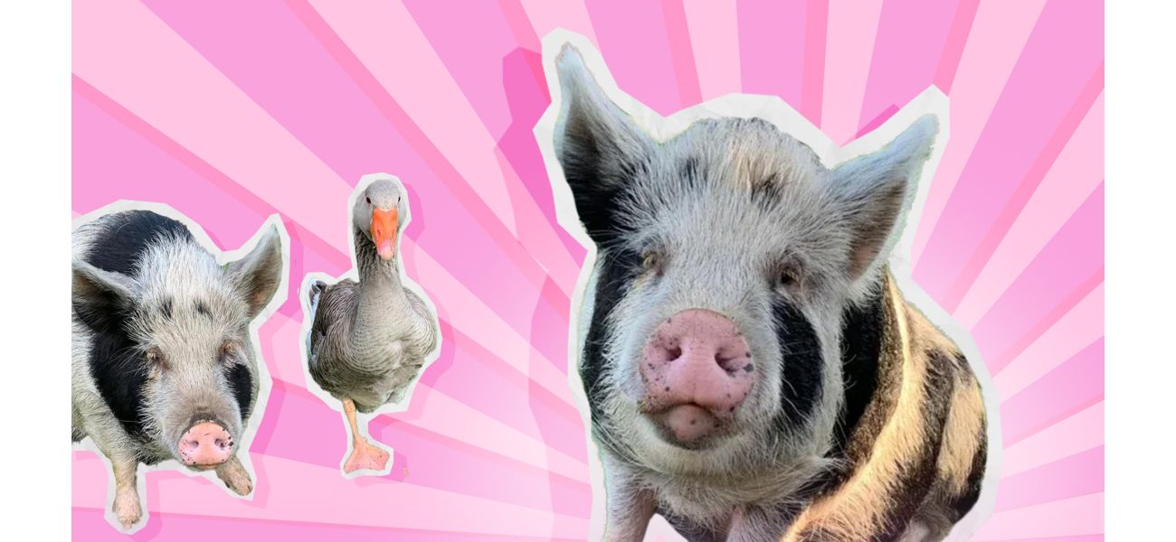 My pet pig Colin taught me the essence of life.