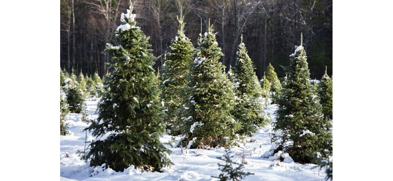 Permits are now available for cutting down Christmas trees in nearby national forests.