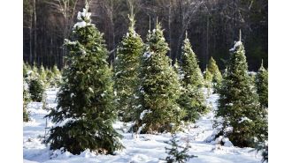 Permits are now available for cutting down Christmas trees in nearby national forests.