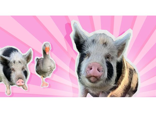 My pet pig Colin taught me the essence of life.