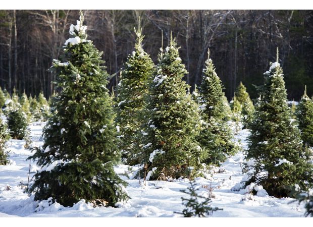 Permits are now available for cutting down Christmas trees in nearby national forests.