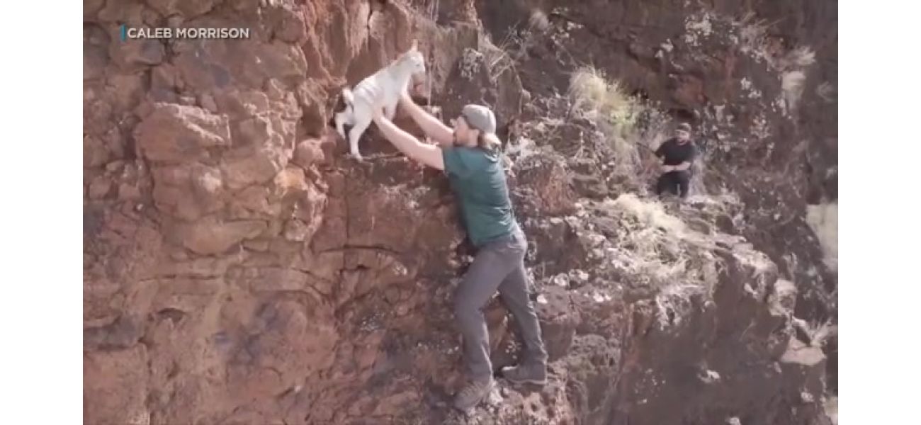 Hikers save trapped baby goat in Hawaii thanks to social media.