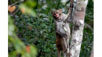 1 SC lab monkey rescued; 42 remaining.