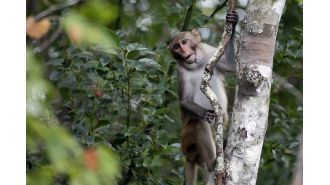 One monkey is back, but 42 are still missing after breaking out of lab.