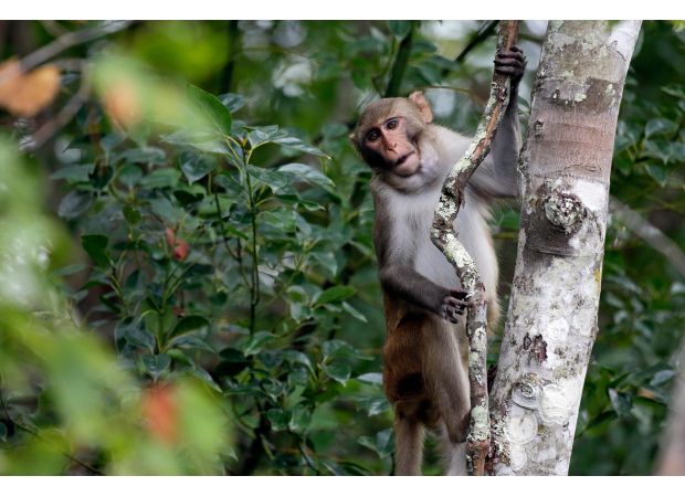 1 SC lab monkey rescued; 42 remaining.