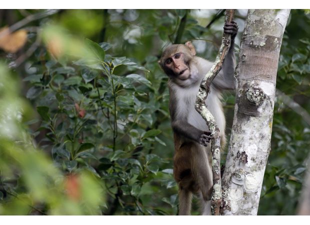 One monkey is back, but 42 are still missing after breaking out of lab.