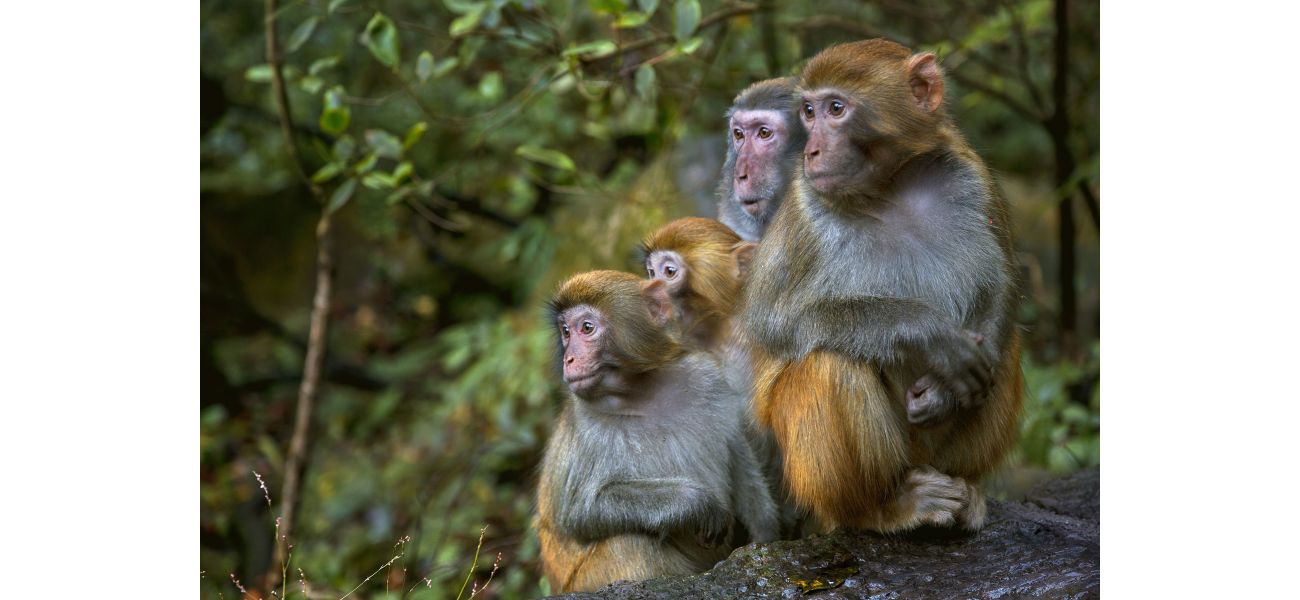 Monkeys remain at large after 25 were recaptured at US research facility.