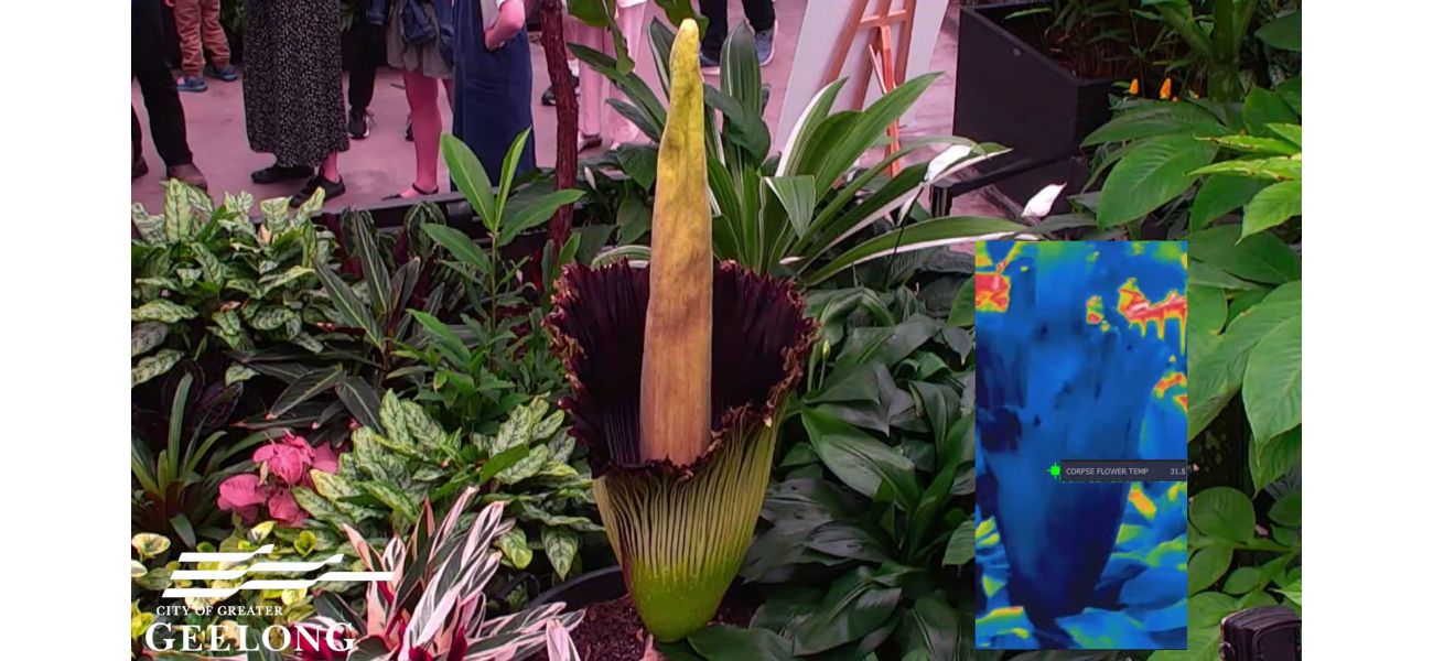 Many people are tuning in to a live broadcast of the flowering of the 'corpse flower.' Here's the reason behind the interest.