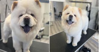 Dog found after disappearance, returned in bin bags to family