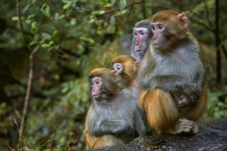 Monkeys remain at large after 25 were recaptured at US research facility.