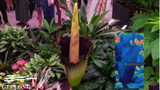 Many people are tuning in to a live broadcast of the flowering of the 'corpse flower.' Here's the reason behind the interest.