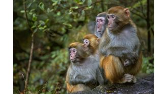 Monkeys remain at large after 25 were recaptured at US research facility.