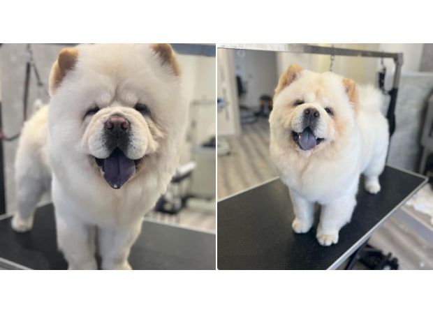 Dog found after disappearance, returned in bin bags to family