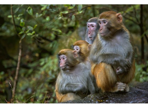 Monkeys remain at large after 25 were recaptured at US research facility.