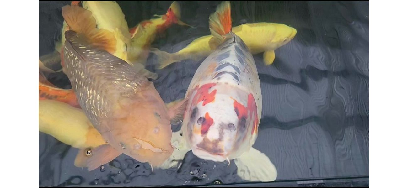 Man was surprised to find a fish with a human-like face in his garden pond, which he named Bob.