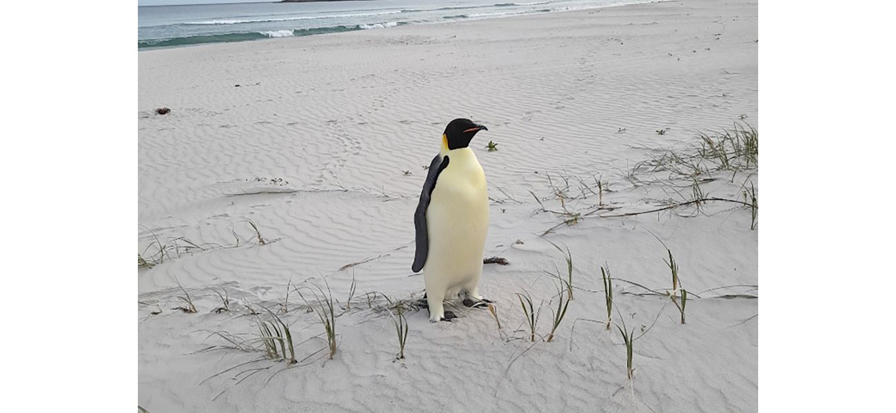 Penguin found on beach 2,200 miles from home puzzles experts.