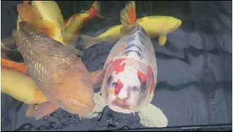 Man was surprised to find a fish with a human-like face in his garden pond, which he named Bob.