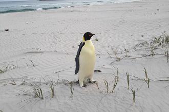 Penguin found on beach 2,200 miles from home puzzles experts.