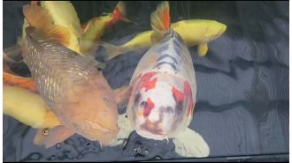 Man was surprised to find a fish with a human-like face in his garden pond, which he named Bob.
