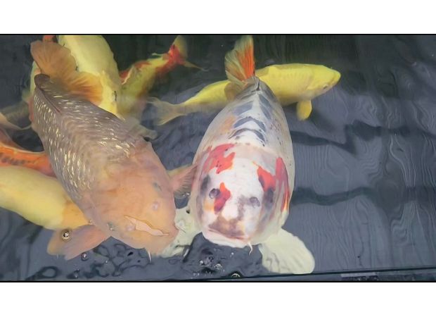 Man was surprised to find a fish with a human-like face in his garden pond, which he named Bob.