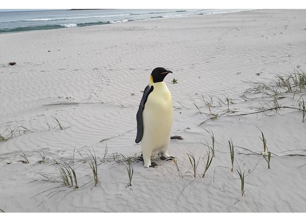 Penguin found on beach 2,200 miles from home puzzles experts.