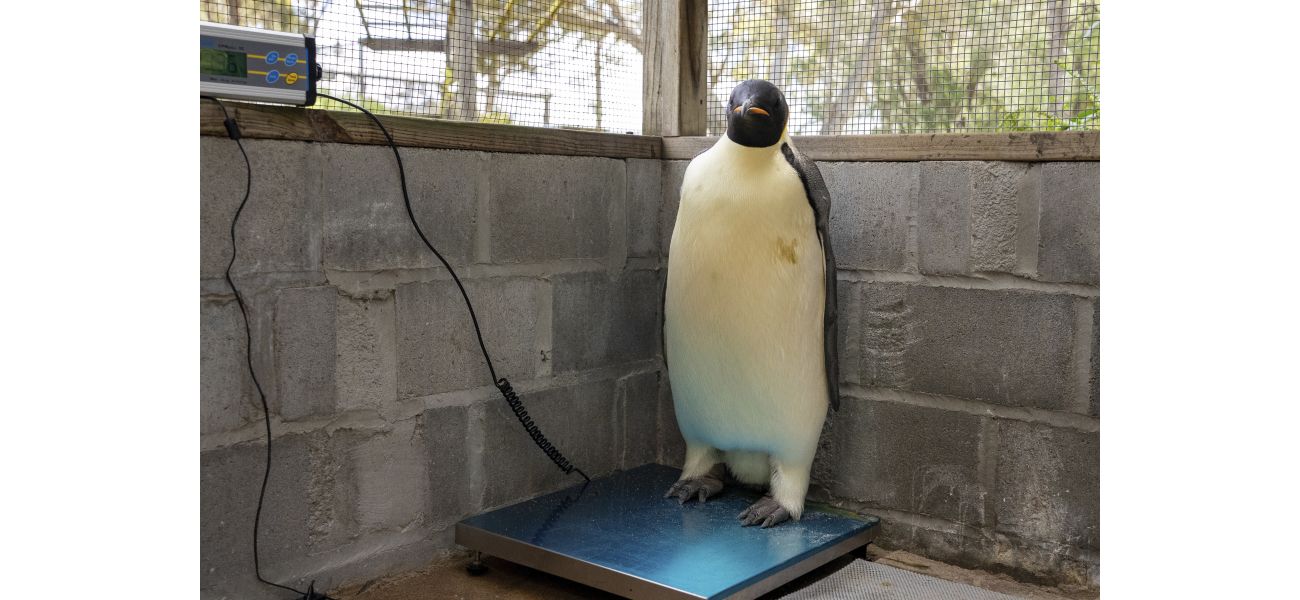 Rare sighting of emperor penguin on Australian coast marks historic moment.