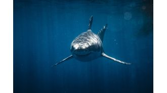 Prevent shark attacks by using lights, suggest scientists.