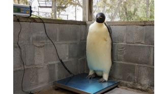 Rare sighting of emperor penguin on Australian coast marks historic moment.
