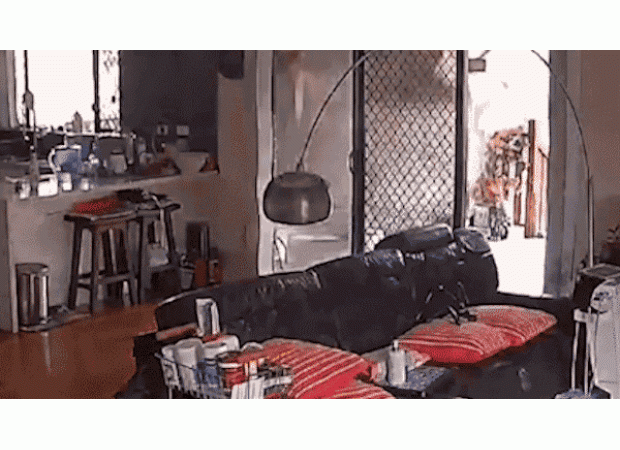 Tree almost caused disaster after being denied removal.