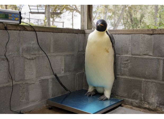 Rare sighting of emperor penguin on Australian coast marks historic moment.