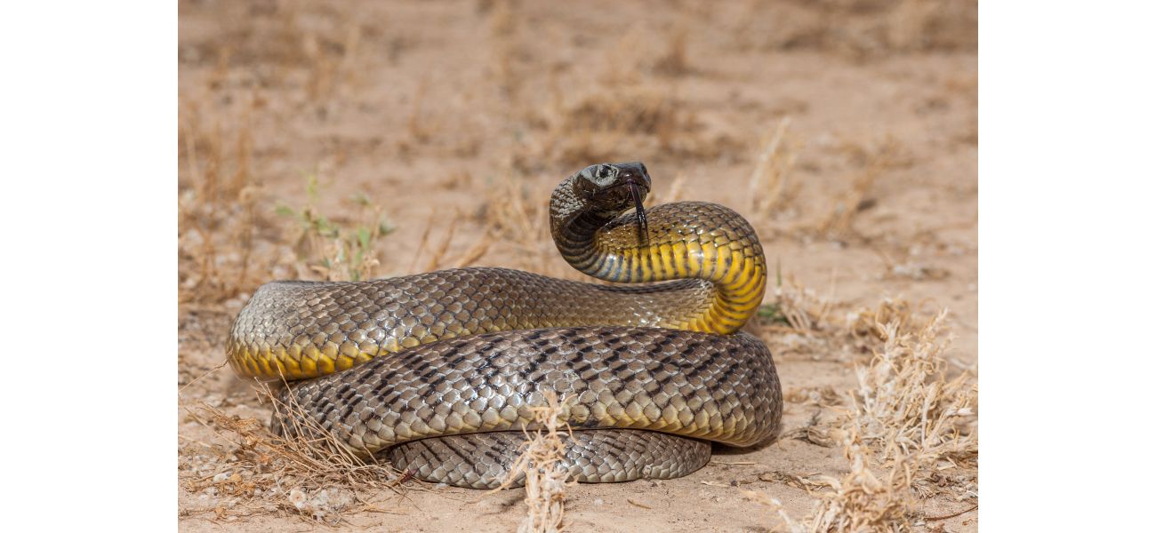 Venomous snakes are currently highly active due to breeding season, warns a catcher.