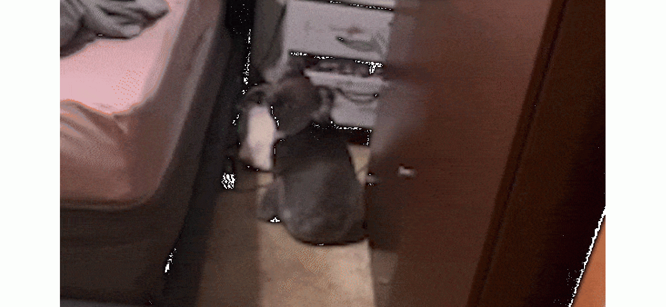 Australian couple finds a koala sleeping in their bed upon returning home.