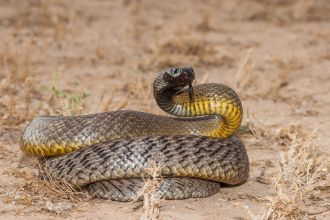 Venomous snakes are currently highly active due to breeding season, warns a catcher.