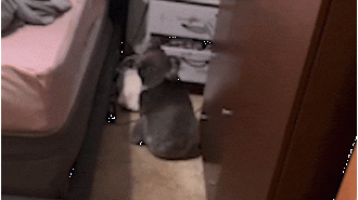 Australian couple finds a koala sleeping in their bed upon returning home.