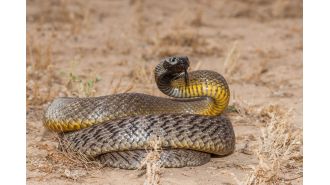 Venomous snakes are currently highly active due to breeding season, warns a catcher.