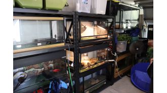 Woman fined $20,000 for having 26 reptiles and 18 eggs in her home.