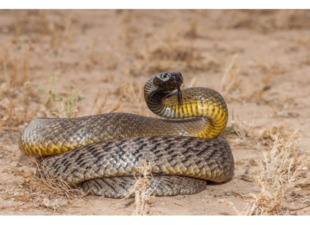Venomous snakes are currently highly active due to breeding season, warns a catcher.